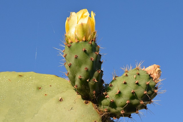 Nopal